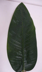 Artificial Silk Amazon Raindrop Canna Leaf