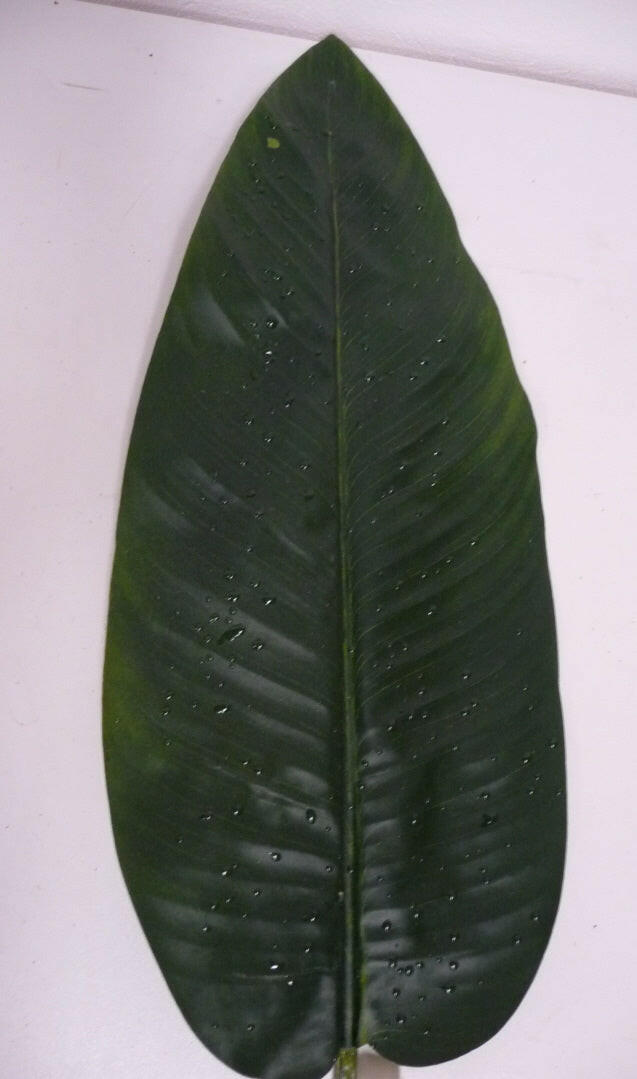 Artificial Silk Amazon Raindrop Canna Leaf