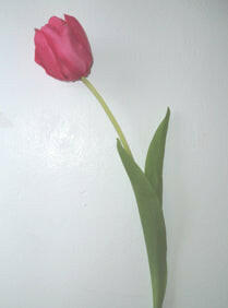 Artificial Silk Tulip Single Stem