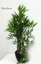Artificial Mini Bamboo in Pot
