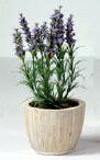 Artificial Lavender in Cream Leaf Planter