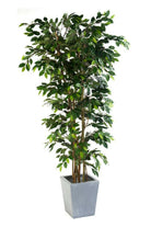 Justartificial.co.uk Ficus Nitida Premium Bush in square planter