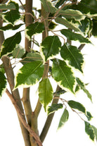 Artificial Silk Ficus Benjamina Vine Tree FR