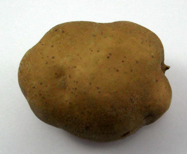 Artificial Potato