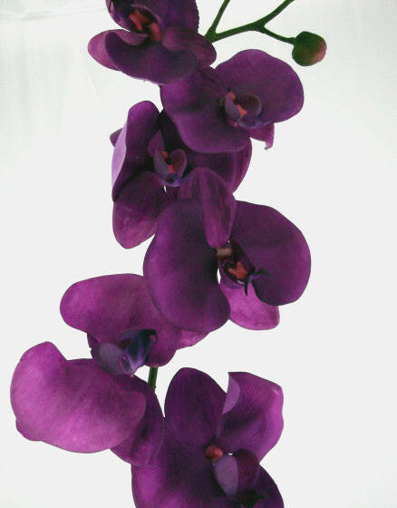 Artificial Phalaenopsis with leaves and roots