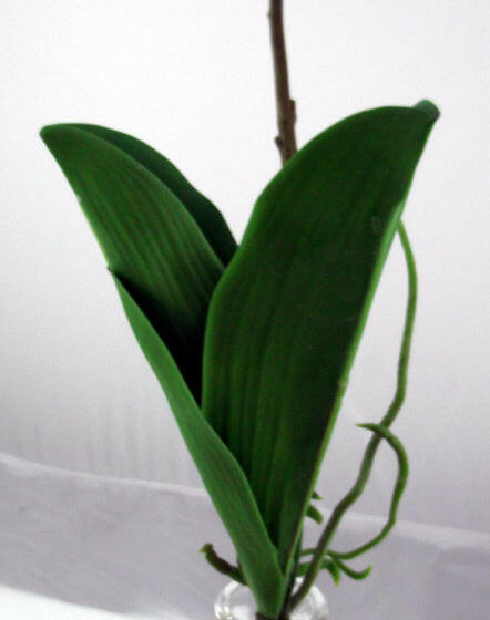 Artificial Phalaenopsis with leaves and roots