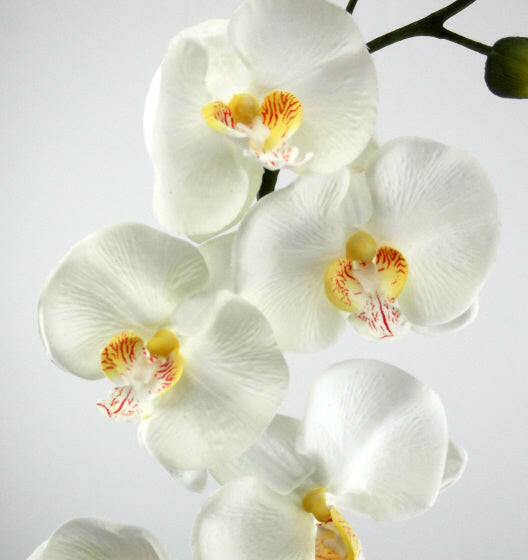 Artificial Phalaenopsis with leaves and roots