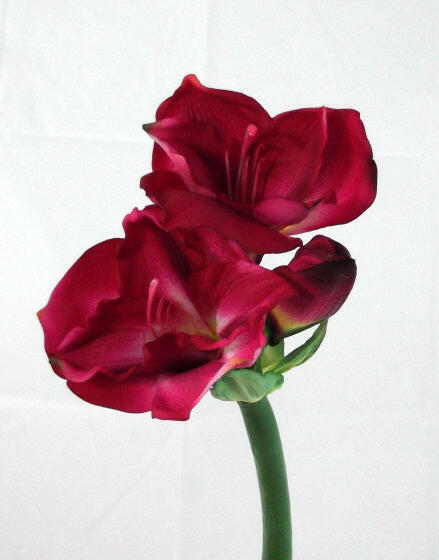 Artificial Queen Amaryllis (Real Touch)