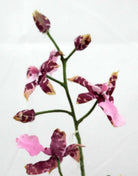 Artificial Silk Mini Oncidium Orchid in Pot