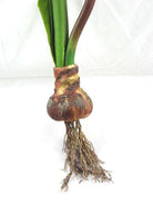 Artificial Silk Amaryllis with Bulb