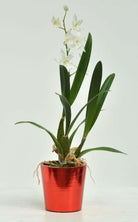 Artificial Silk Miltonia Single Arrangement