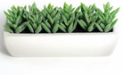 Artificial Plastic Succulent in White Rectangle