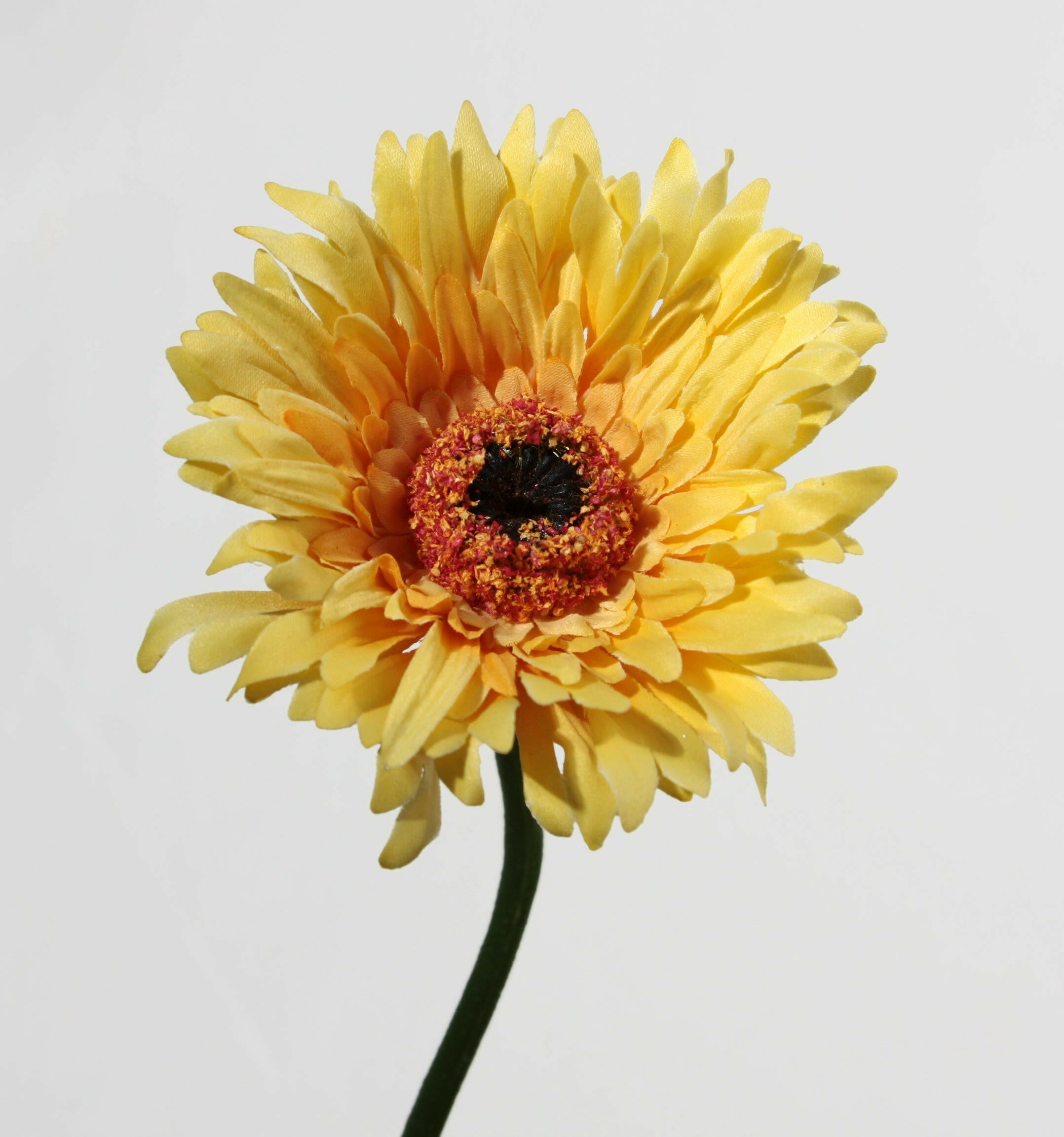 Gerbera Mini