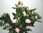 Artificial Silk Mini Rose Bush