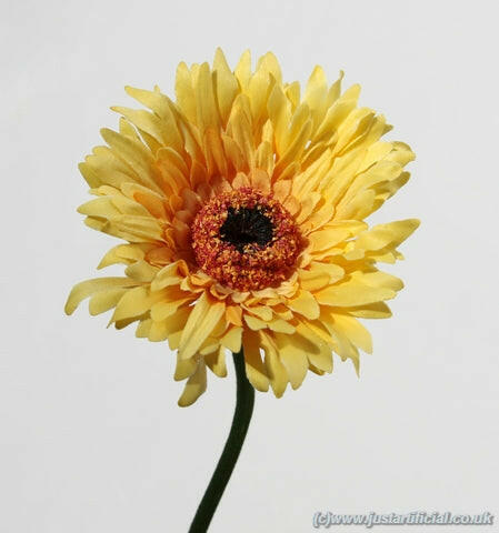 Gerbera Mini