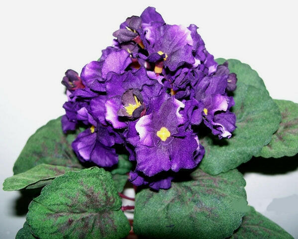 Artificial Silk African Violet Bush