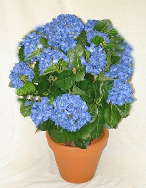 Artificial Silk Hydrangea Ball Tree