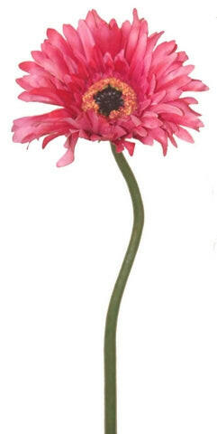 Gerbera Mini