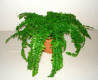 Artificial Silk Boston Fern Arrangement