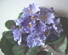 Artificial Silk African Violet Bush