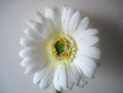 Artificial Silk Flocked Gerbera Single Stem